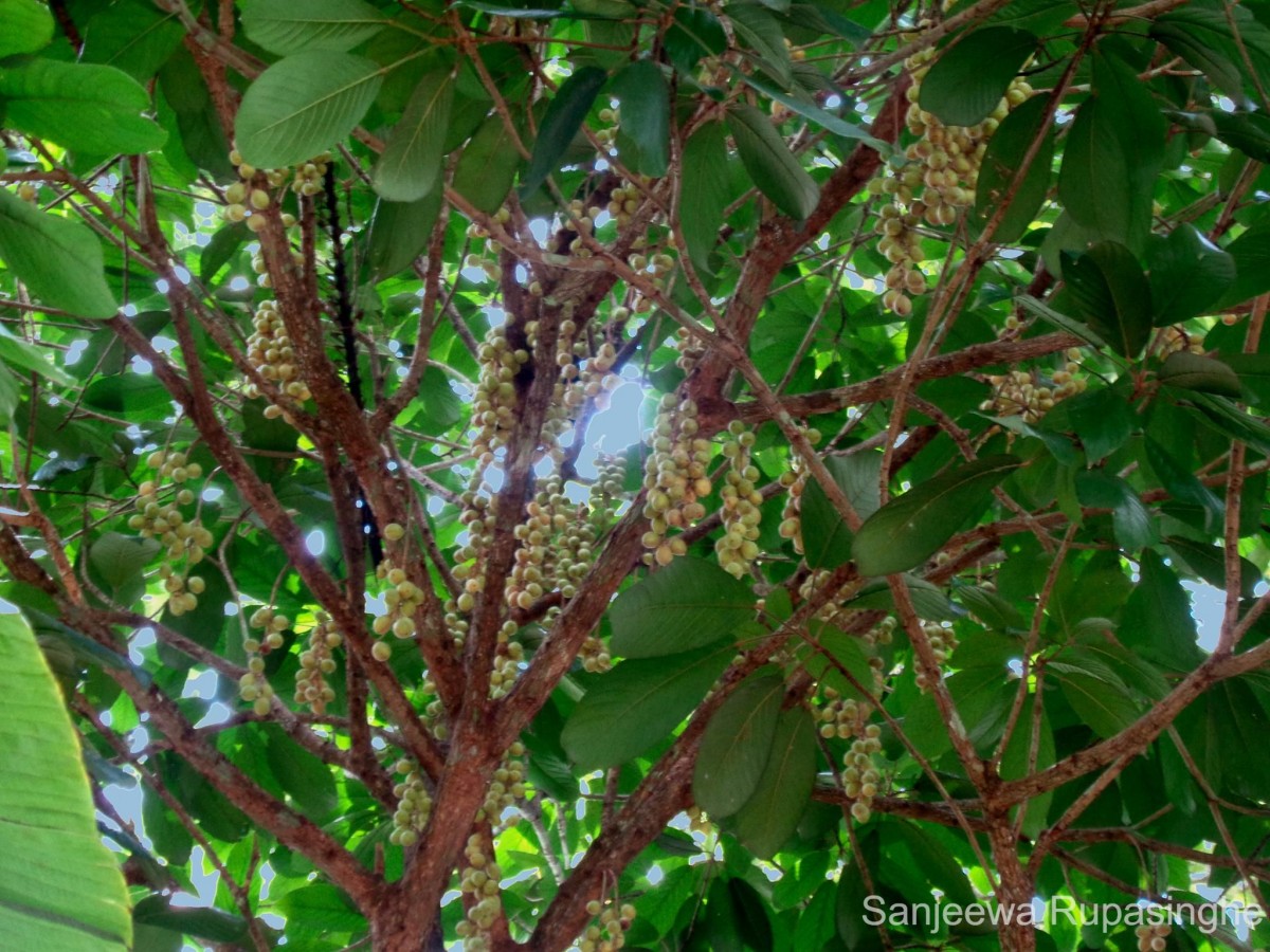 Baccaurea motleyana (Müll.Arg.) Müll.Arg.